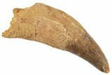 Rooted Fossil Crocodile Tooth - Morocco #197259-1
